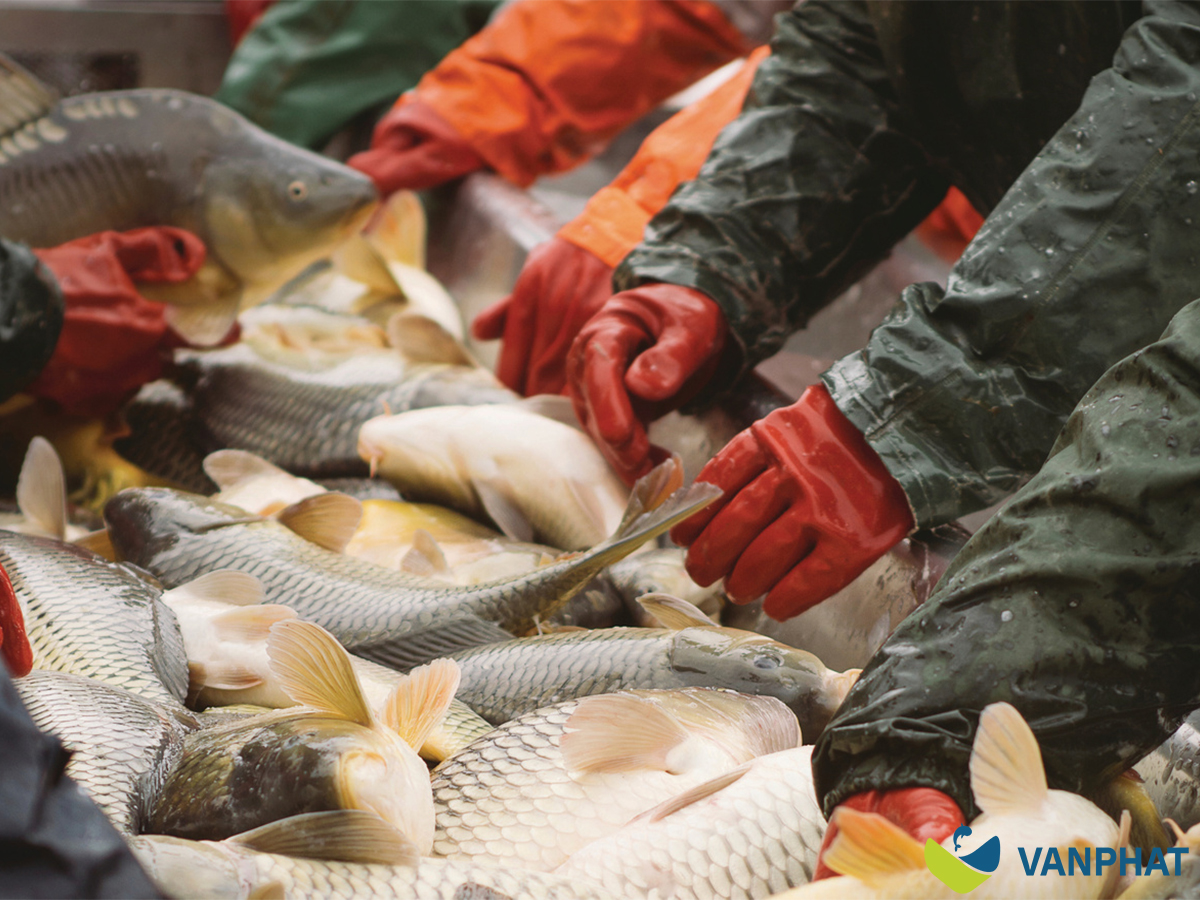 Vietnam seafood sourcing model for SME importers
