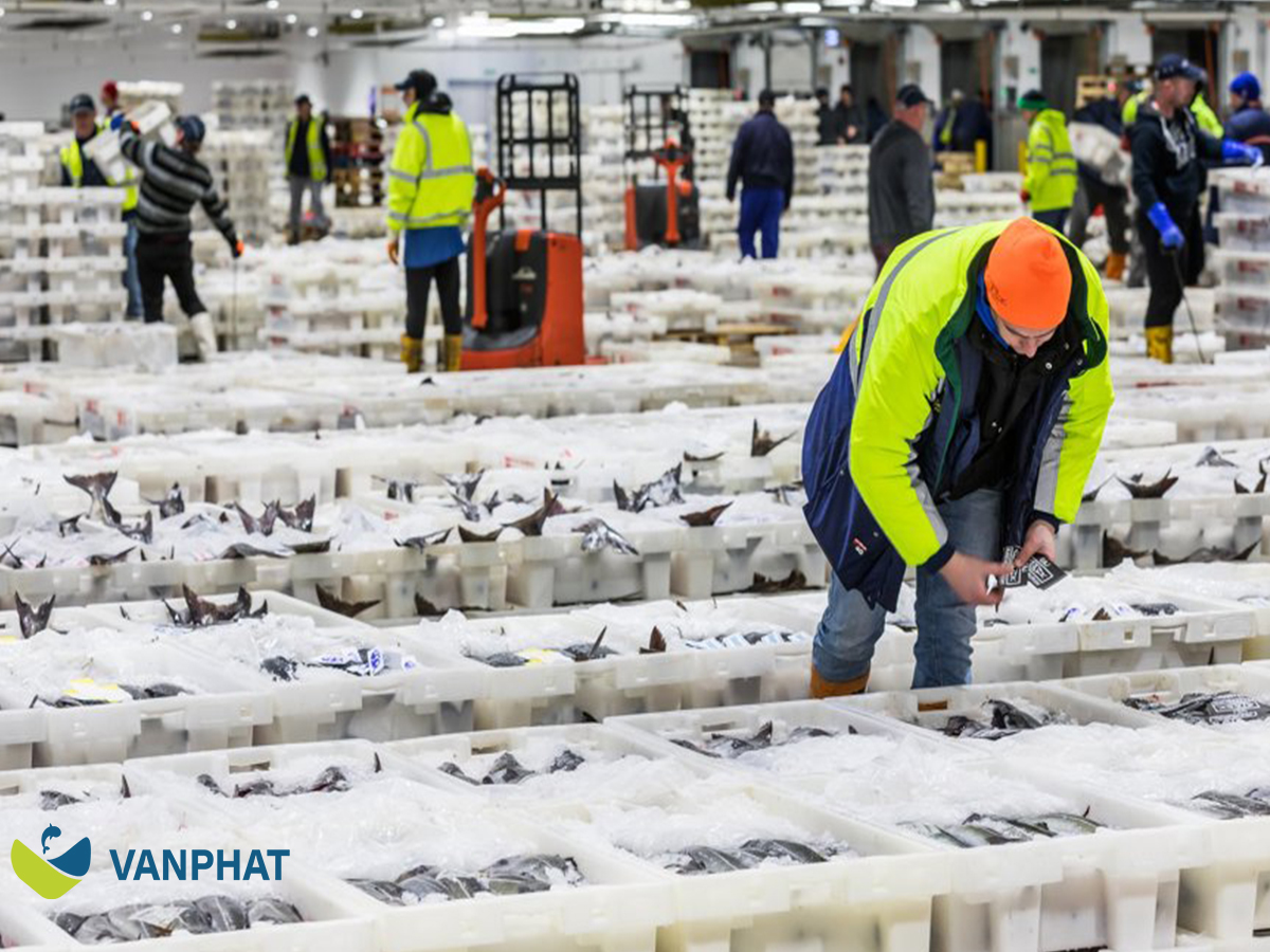 Vietnam seafood sourcing model for SME importers