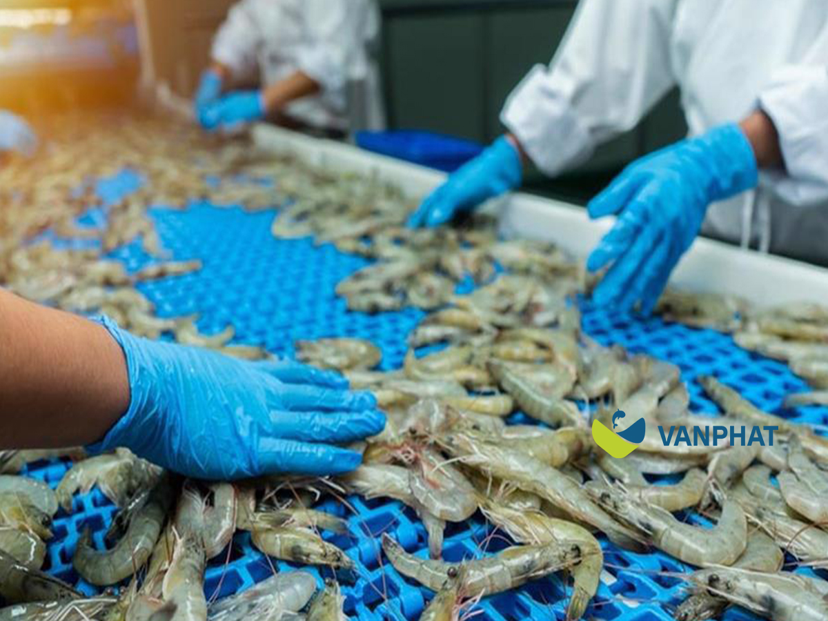 pangasius and shrimp trial shipment
